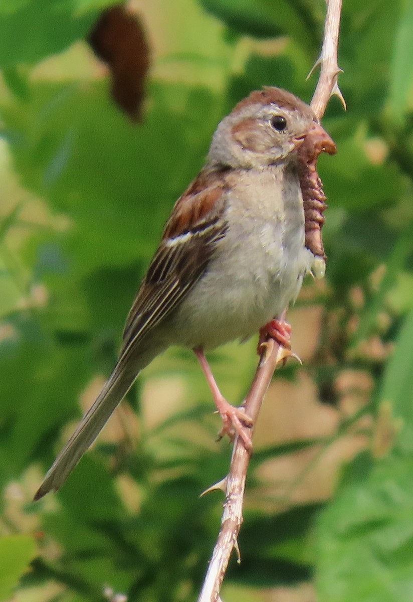 Field Sparrow - ML639473835