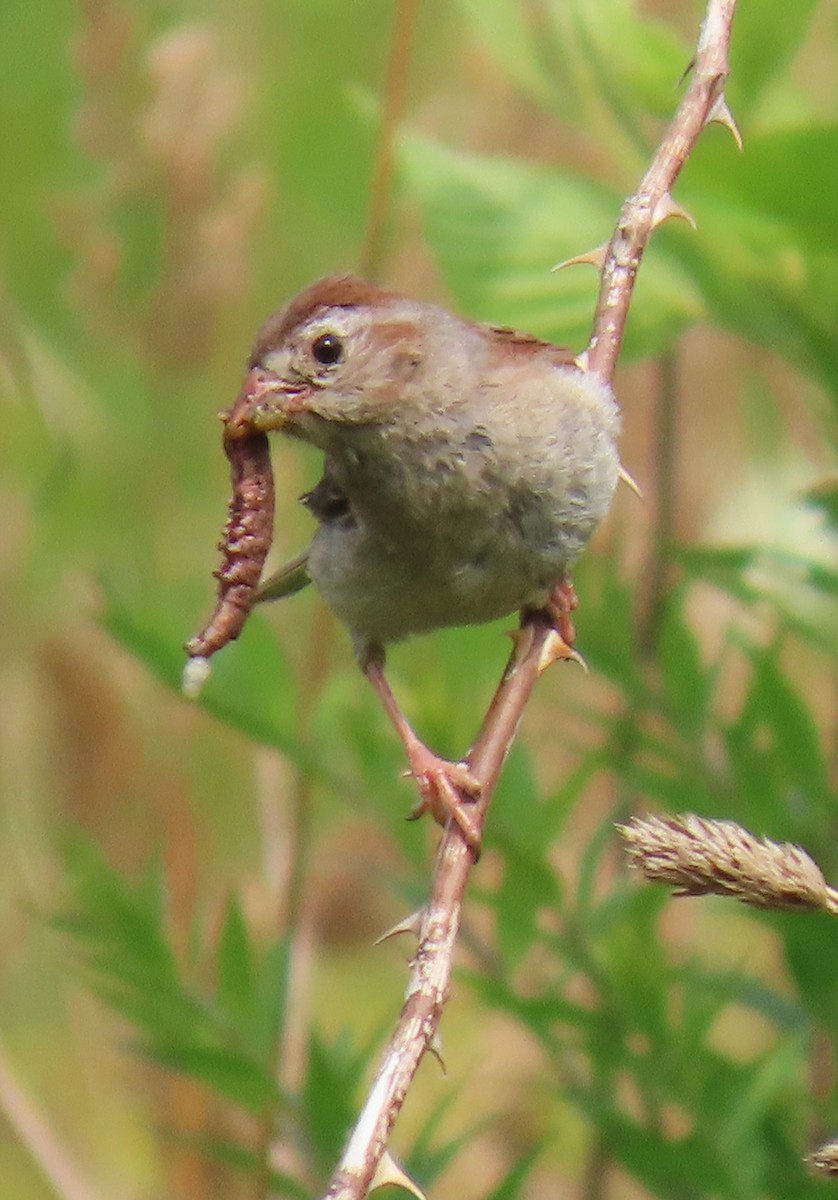 Field Sparrow - ML639473845