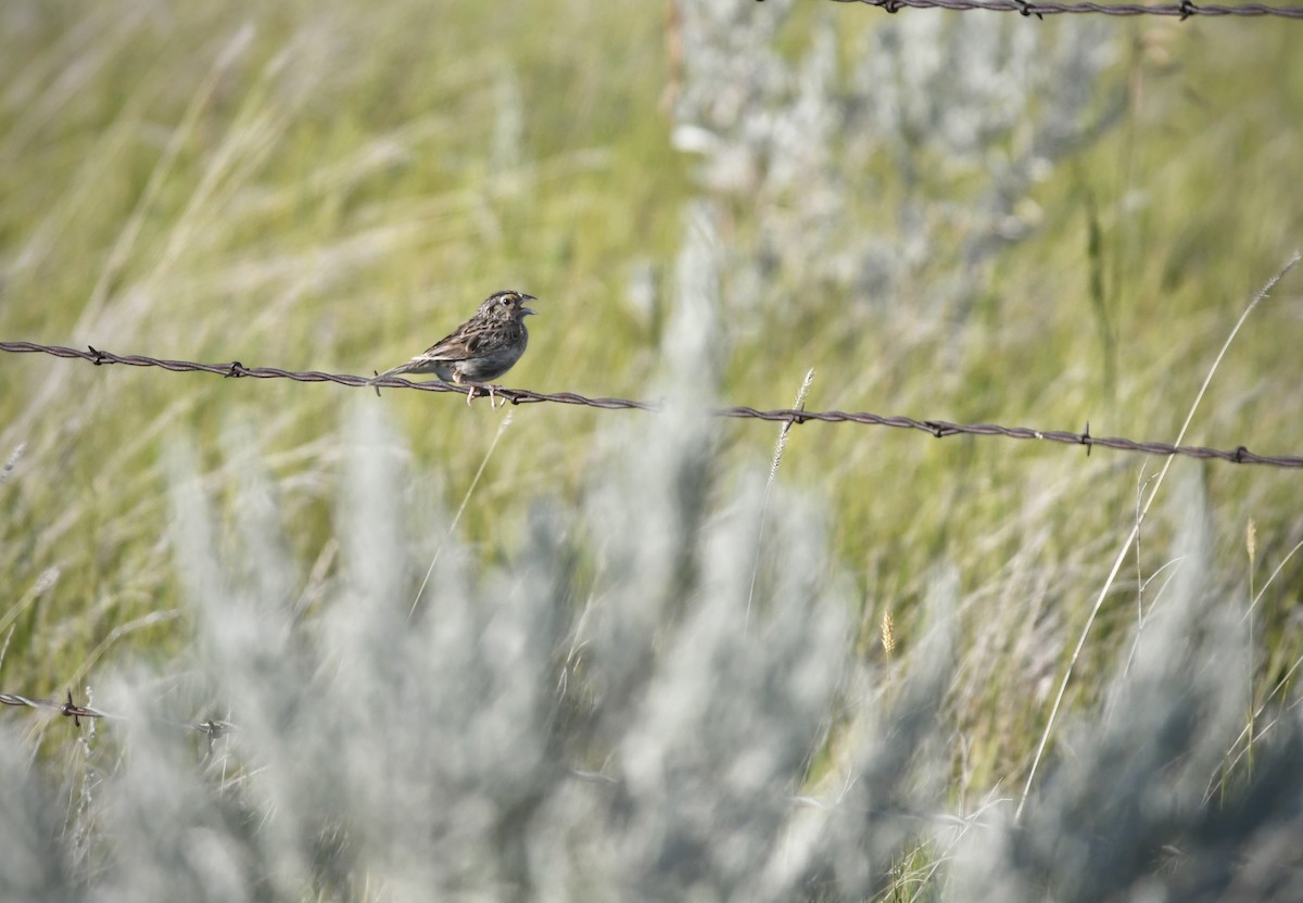 Grasshopper Sparrow - ML639473862