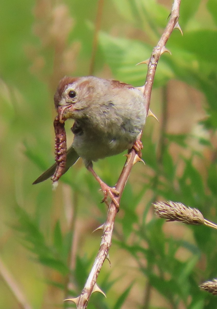 Field Sparrow - ML639473865