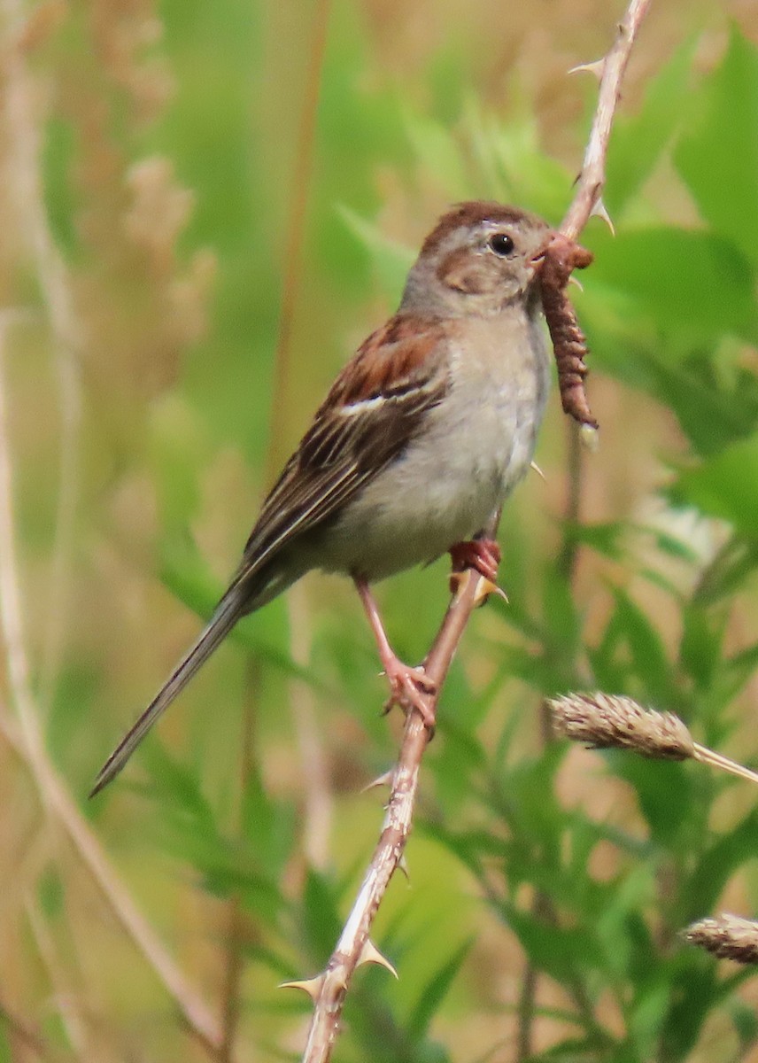 Field Sparrow - ML639473877