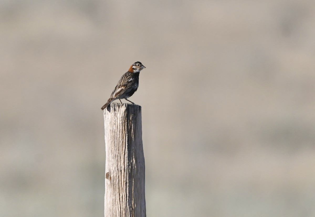 Chestnut-collared Longspur - ML639474029