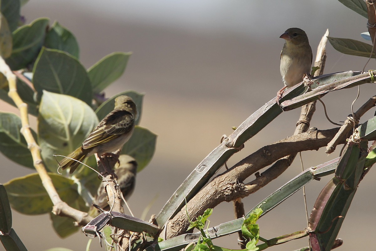 Rüppell's Weaver - ML639474117