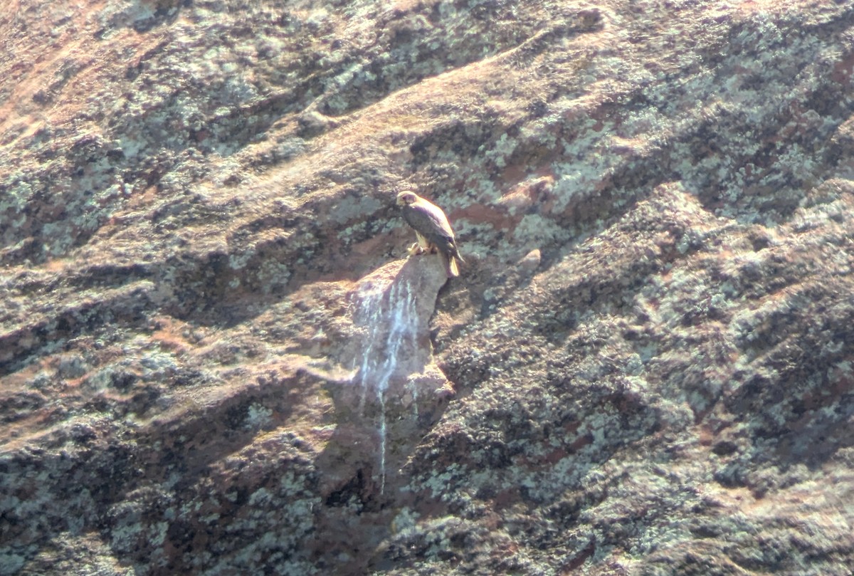 Prairie Falcon - ML639474161