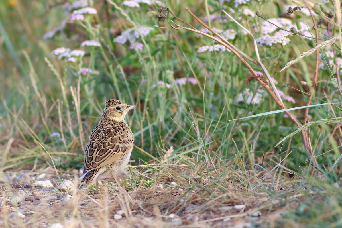 Eurasian Skylark - ML639474174