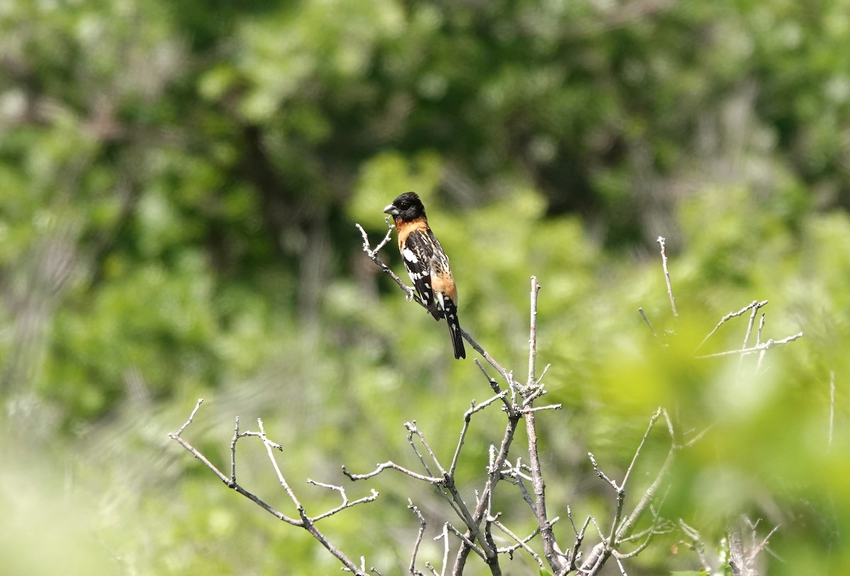Black-headed Grosbeak - ML639474215