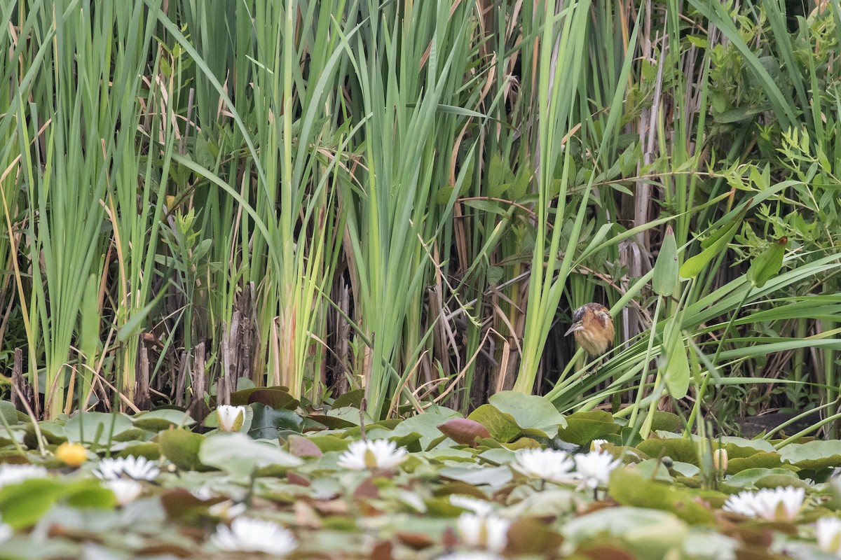 Least Bittern - ML639474231