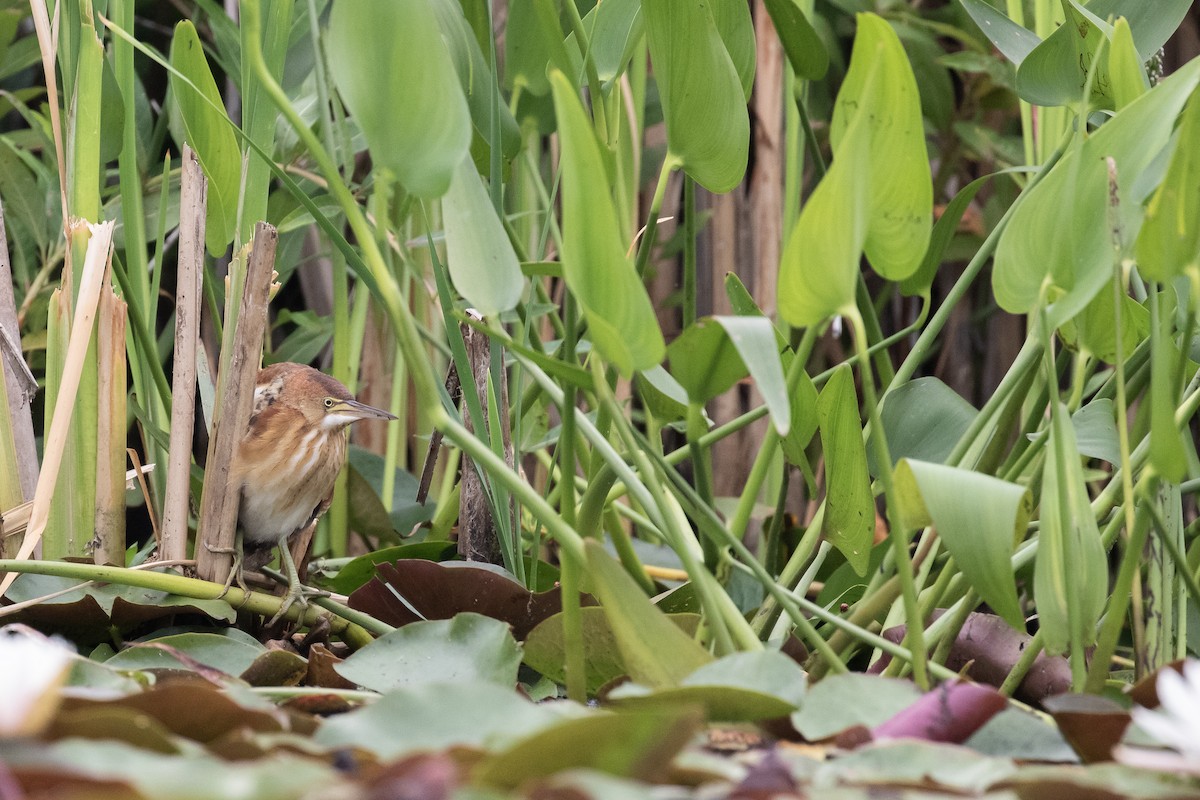 Least Bittern - ML639474232