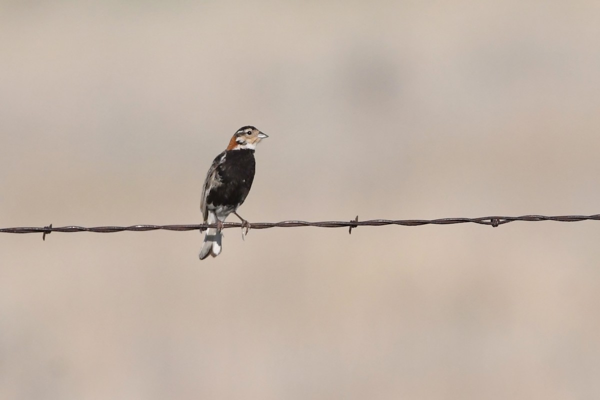 Chestnut-collared Longspur - ML639474244