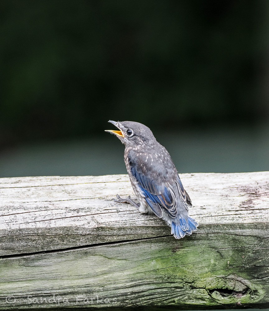 Eastern Bluebird - ML639474245