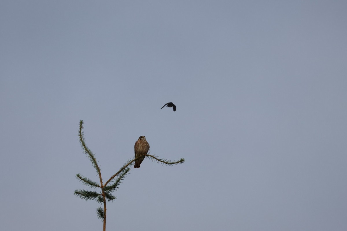 American Kestrel - ML639474251