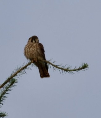 American Kestrel - ML639474252