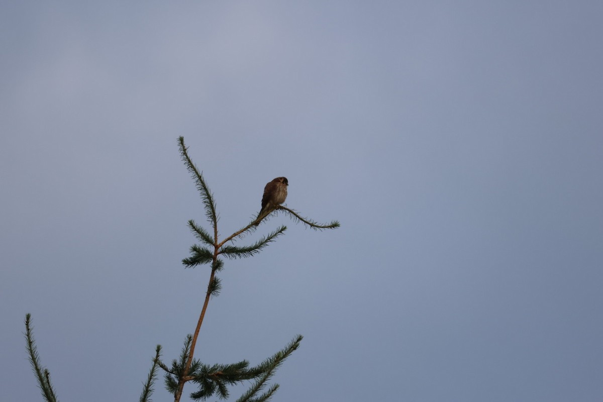 American Kestrel - ML639474253