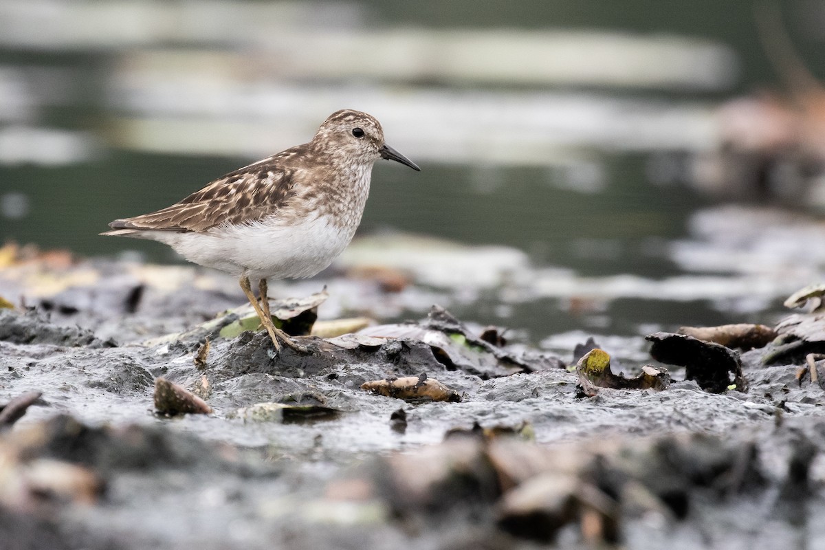 Gambecchio americano - ML639474263