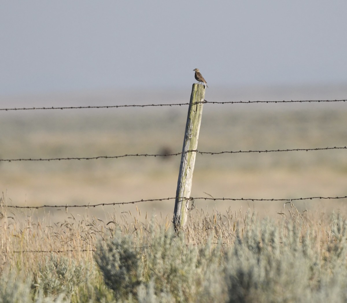 Thick-billed Longspur - ML639474271