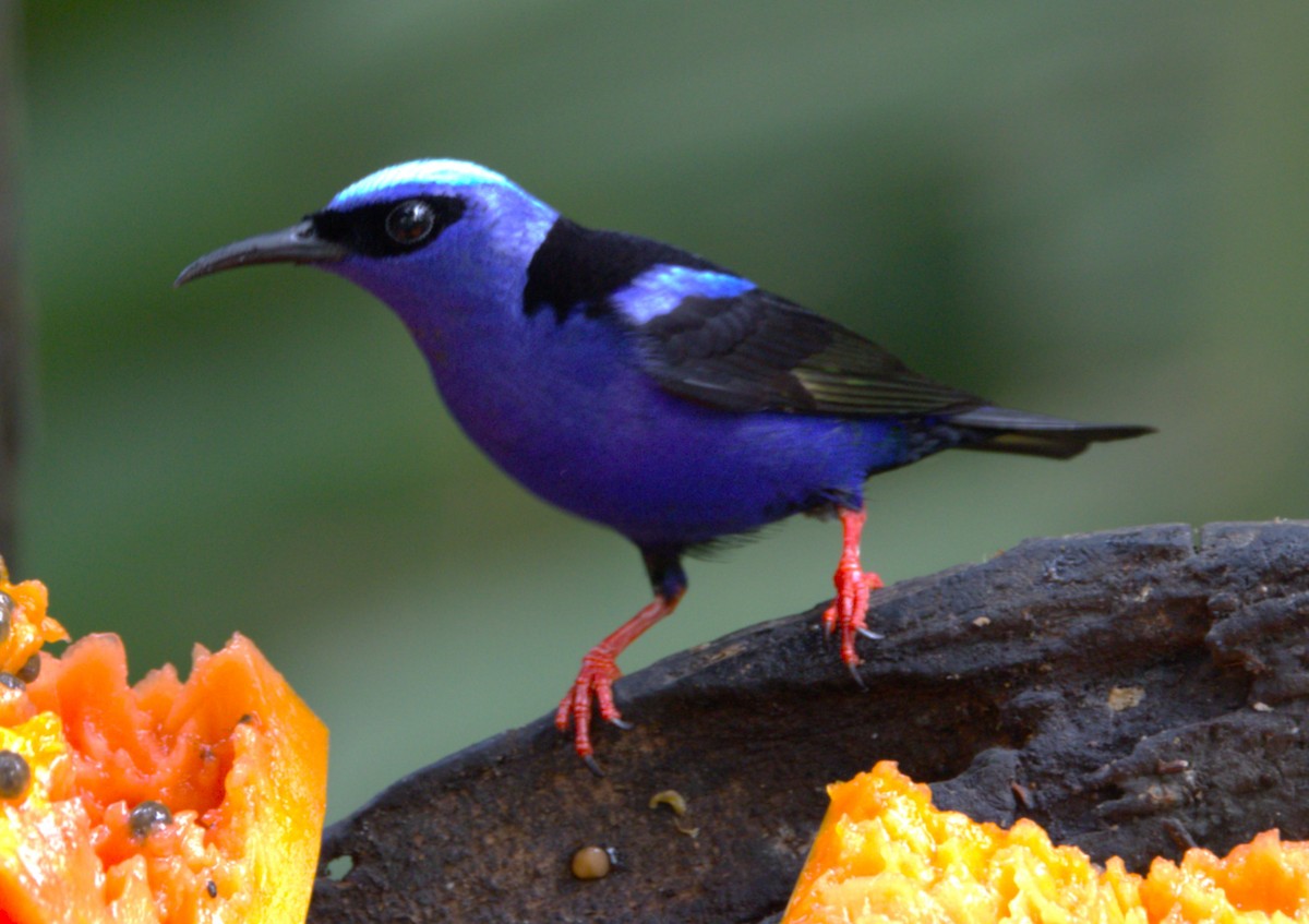 Red-legged Honeycreeper - ML639474278