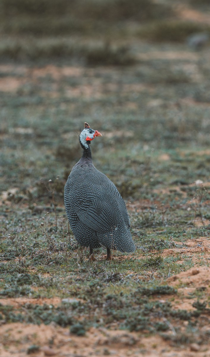 Helmeted Guineafowl - ML639474300