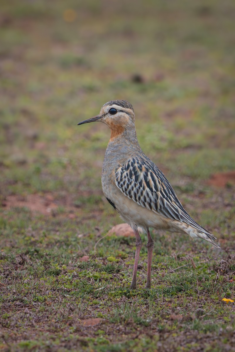 Tawny-throated Dotterel - ML639474334