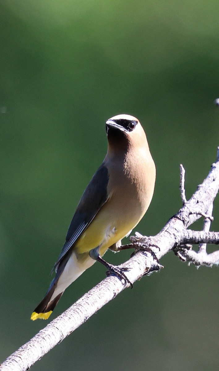 Cedar Waxwing - ML639474356