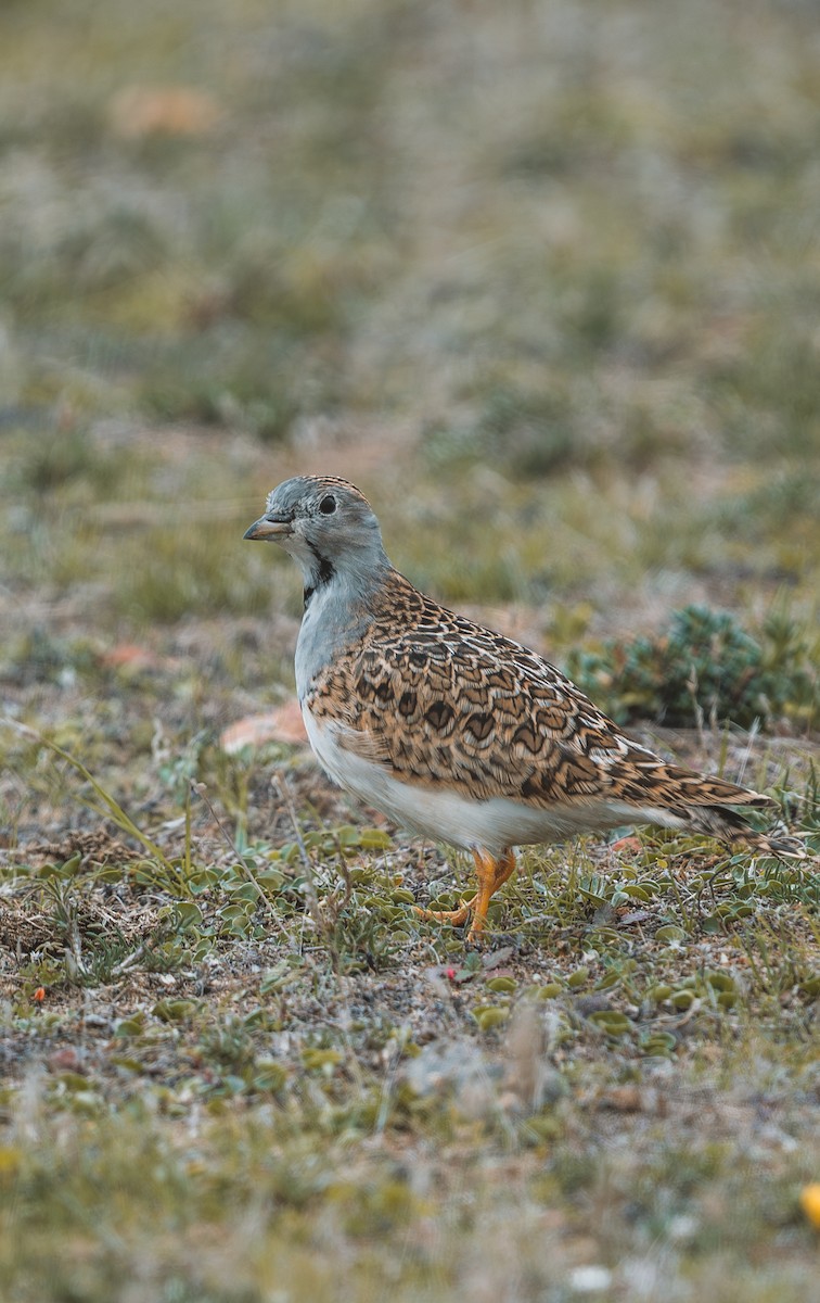 Least Seedsnipe - ML639474359