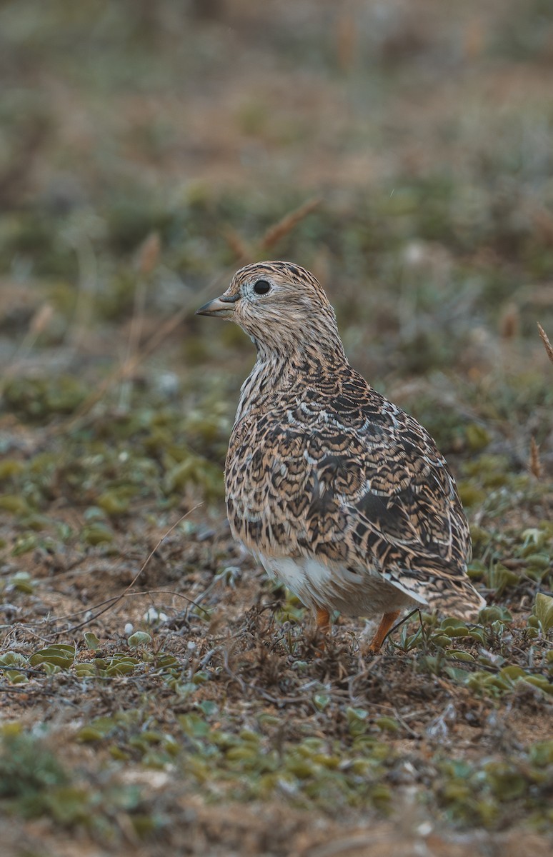 Least Seedsnipe - ML639474360