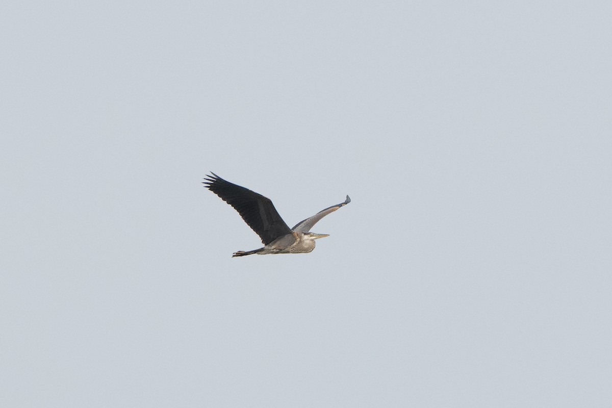Great Blue Heron - ML639474410