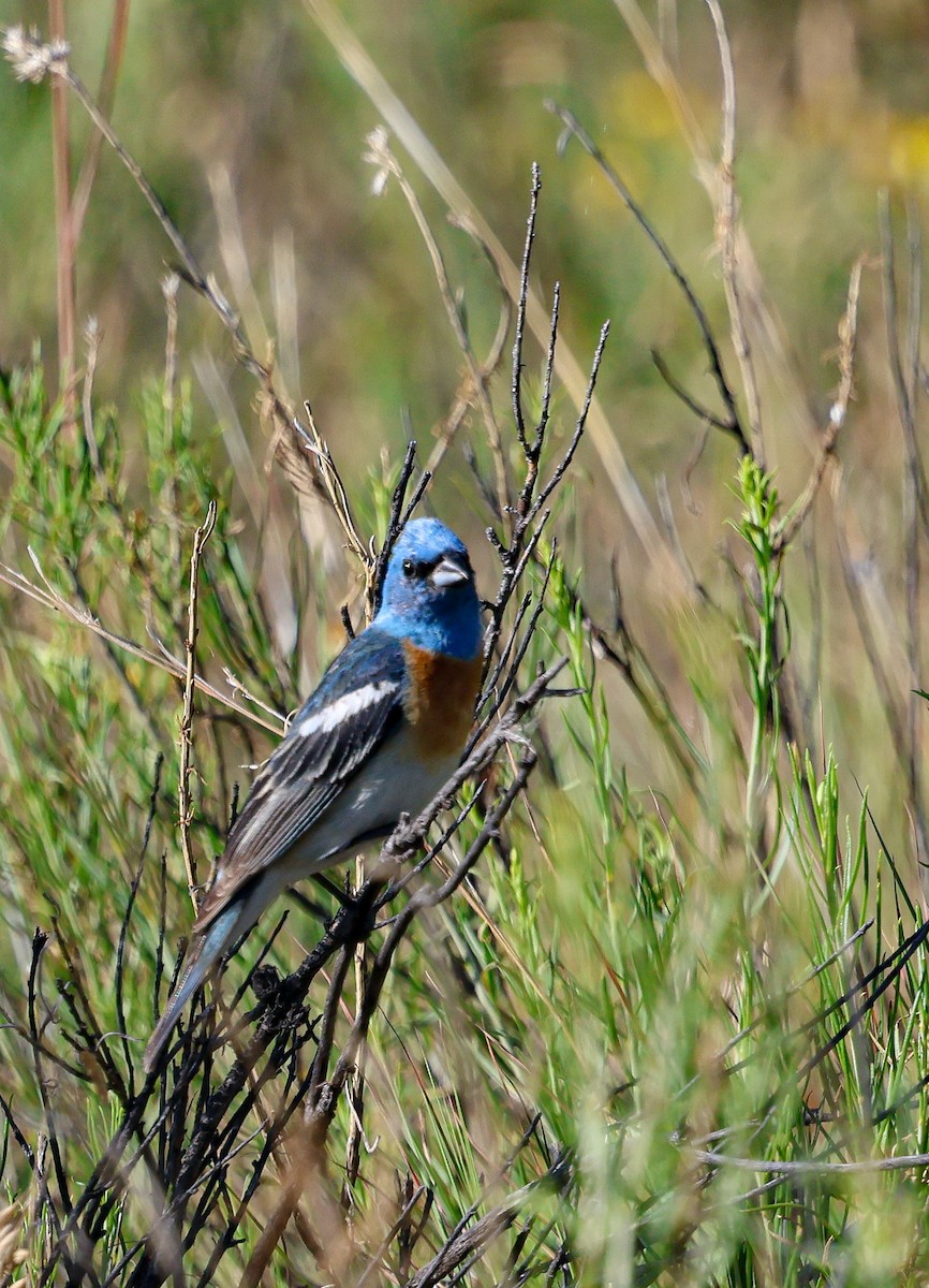Lazuli Bunting - ML639474431