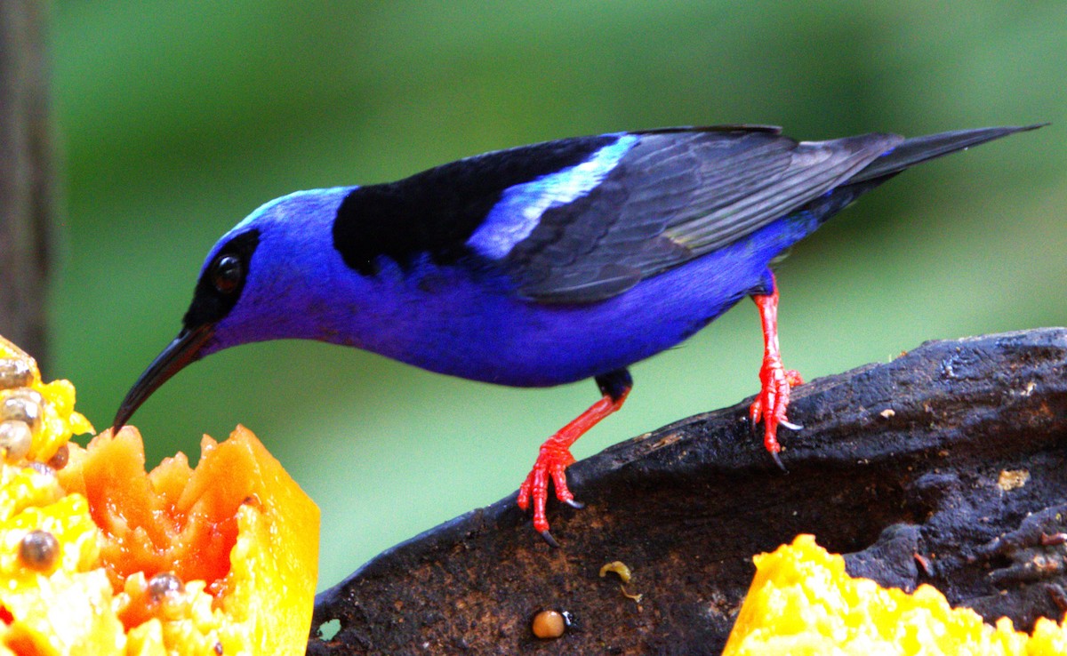 Red-legged Honeycreeper - ML639474434