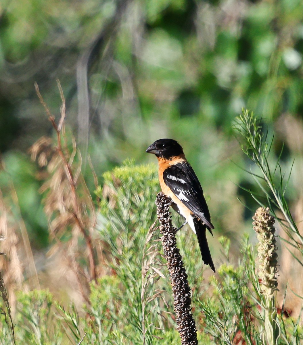 Black-headed Grosbeak - ML639474489
