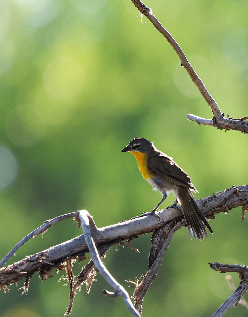 Yellow-breasted Chat - ML639474562