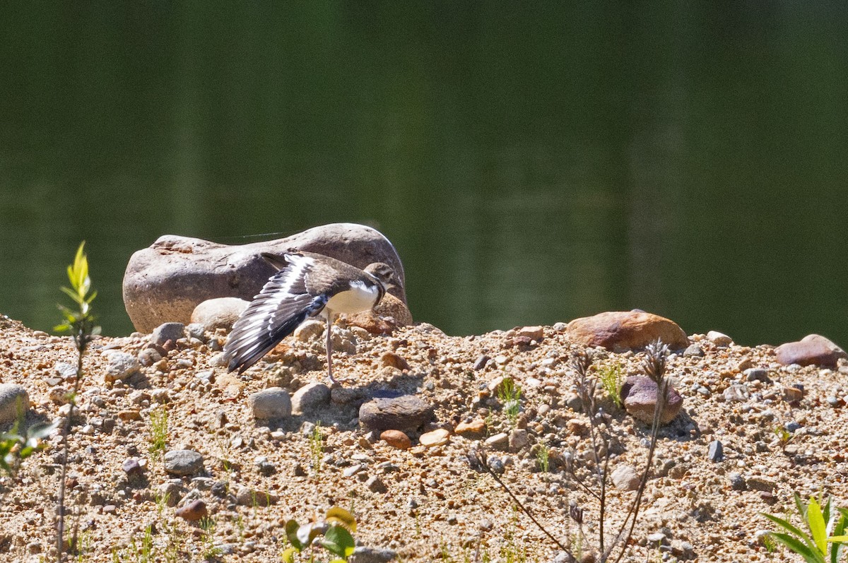 Killdeer - ML639474566