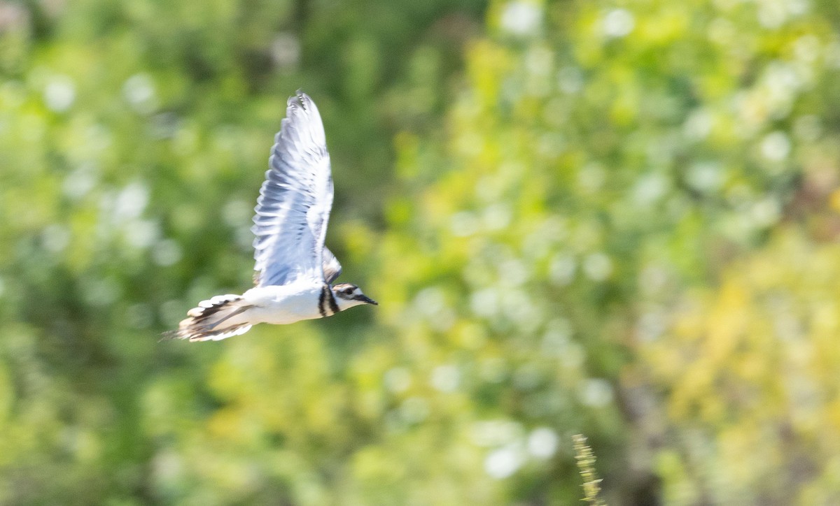 Killdeer - ML639474567