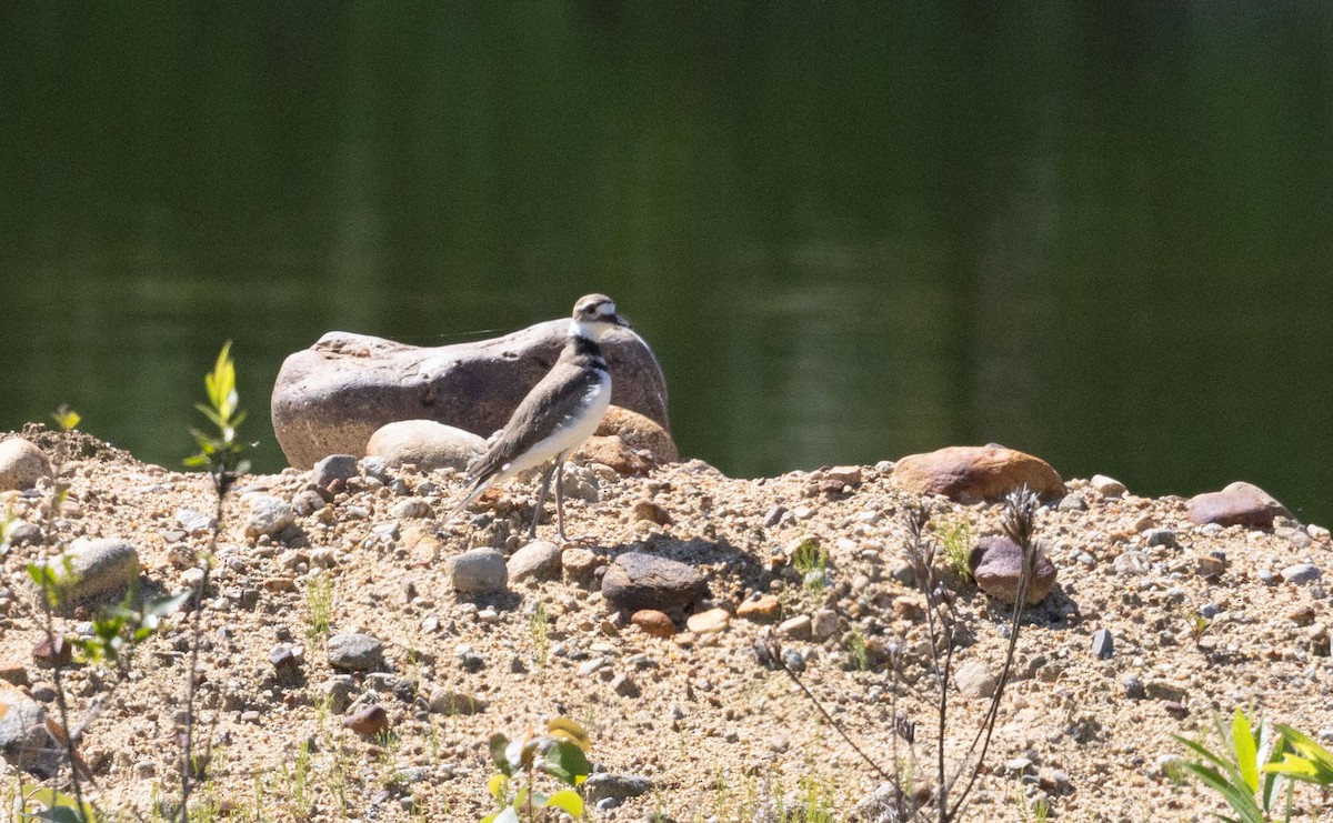 Killdeer - ML639474568