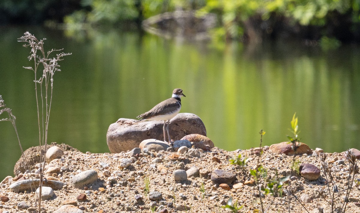 Killdeer - ML639474569