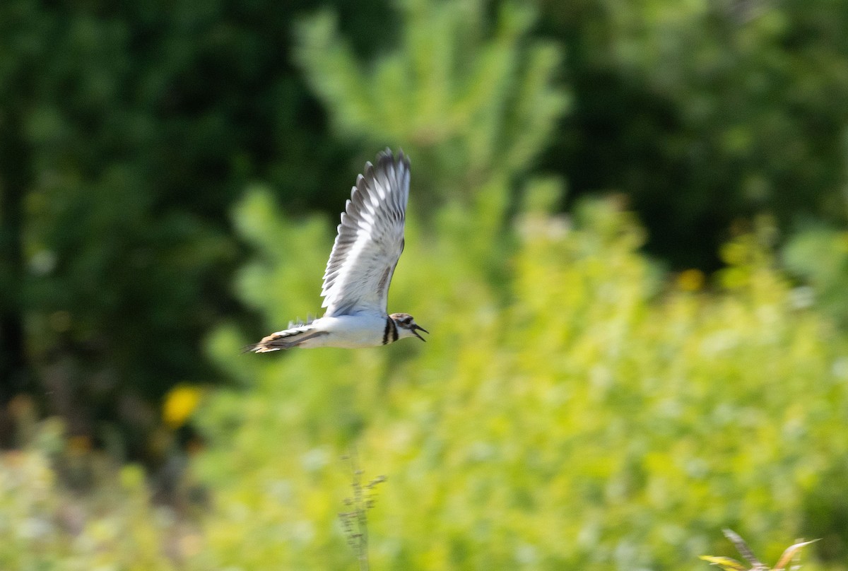Killdeer - ML639474570