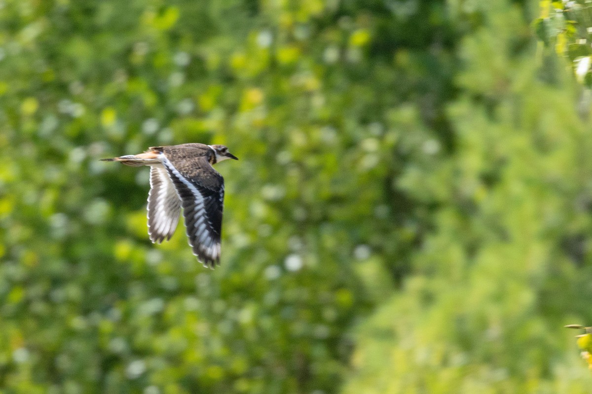 Killdeer - ML639474571