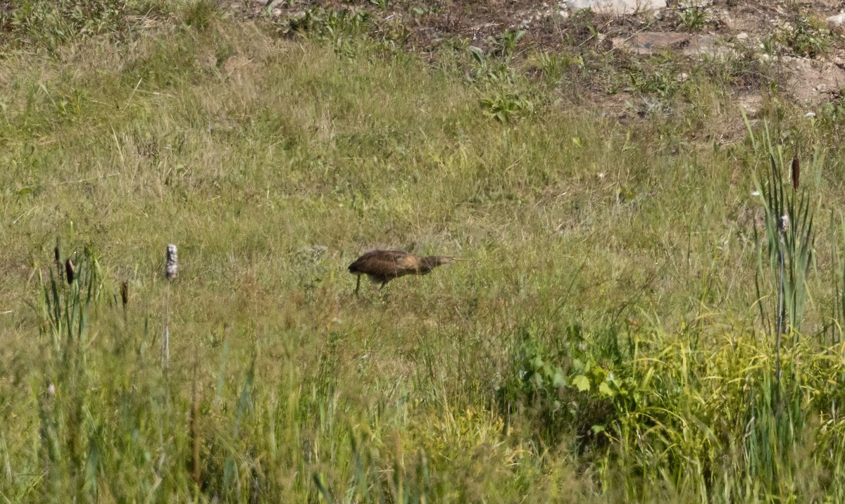 American Bittern - ML639474592