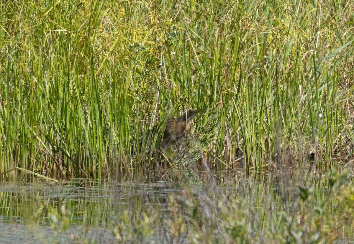 American Bittern - ML639474593