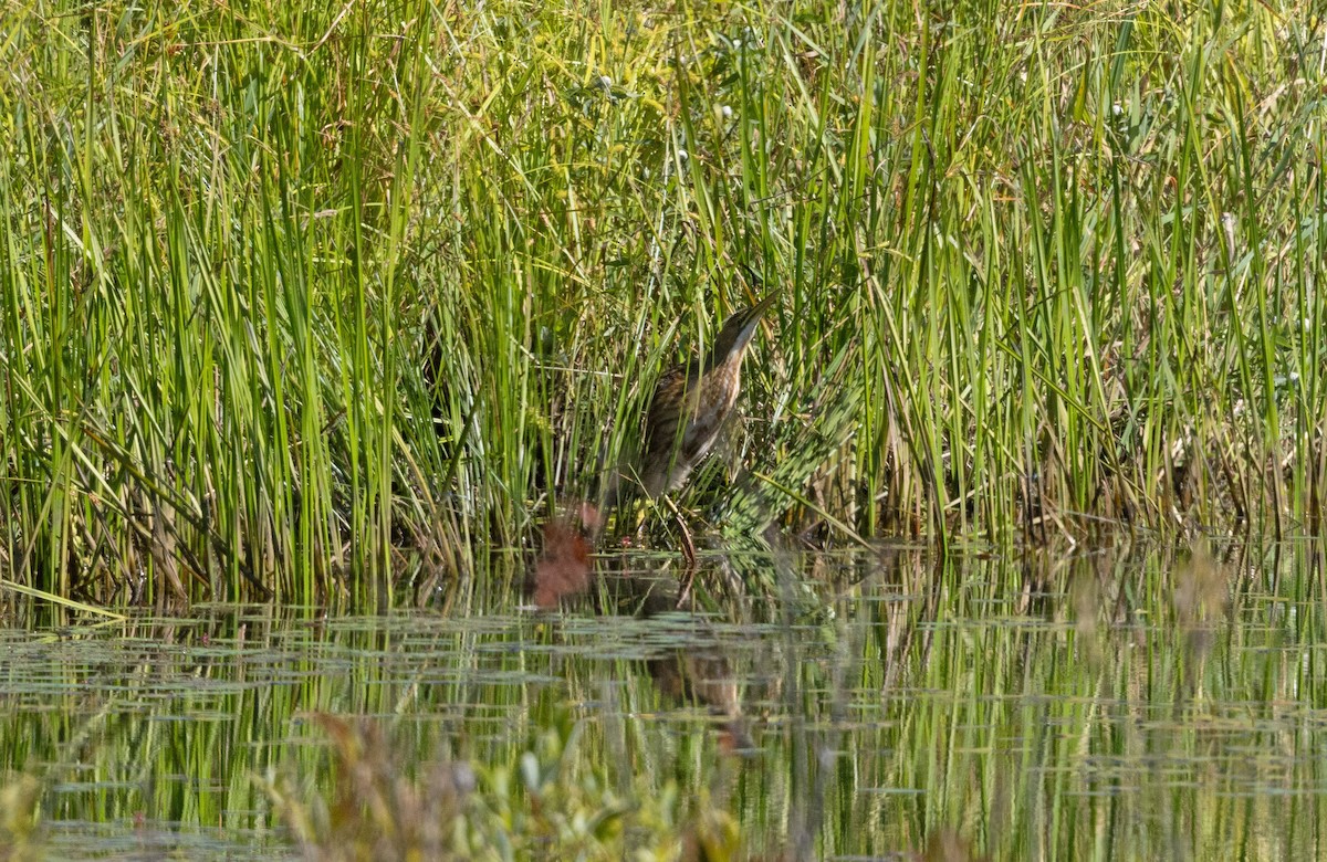 American Bittern - ML639474594