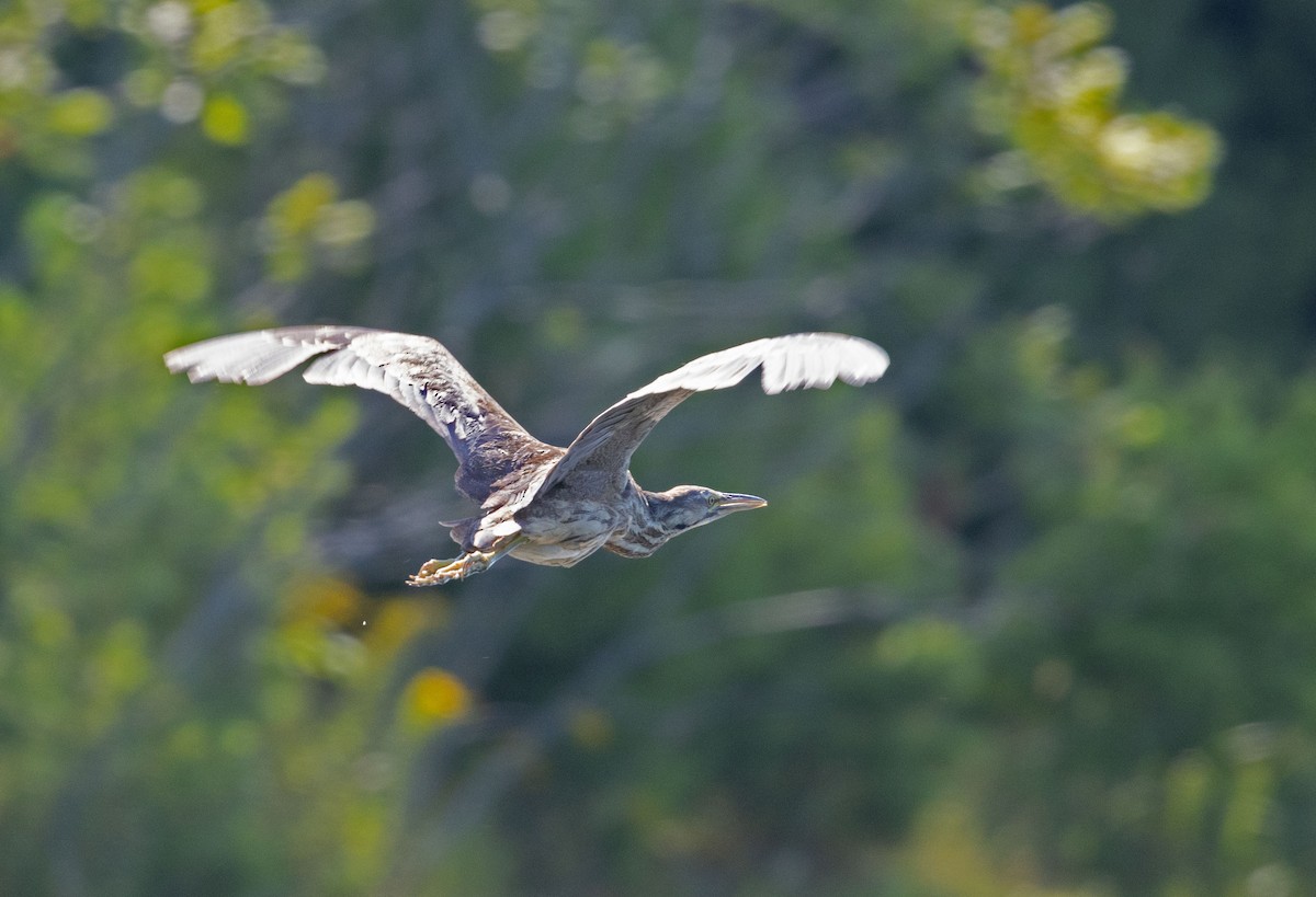 American Bittern - ML639474595