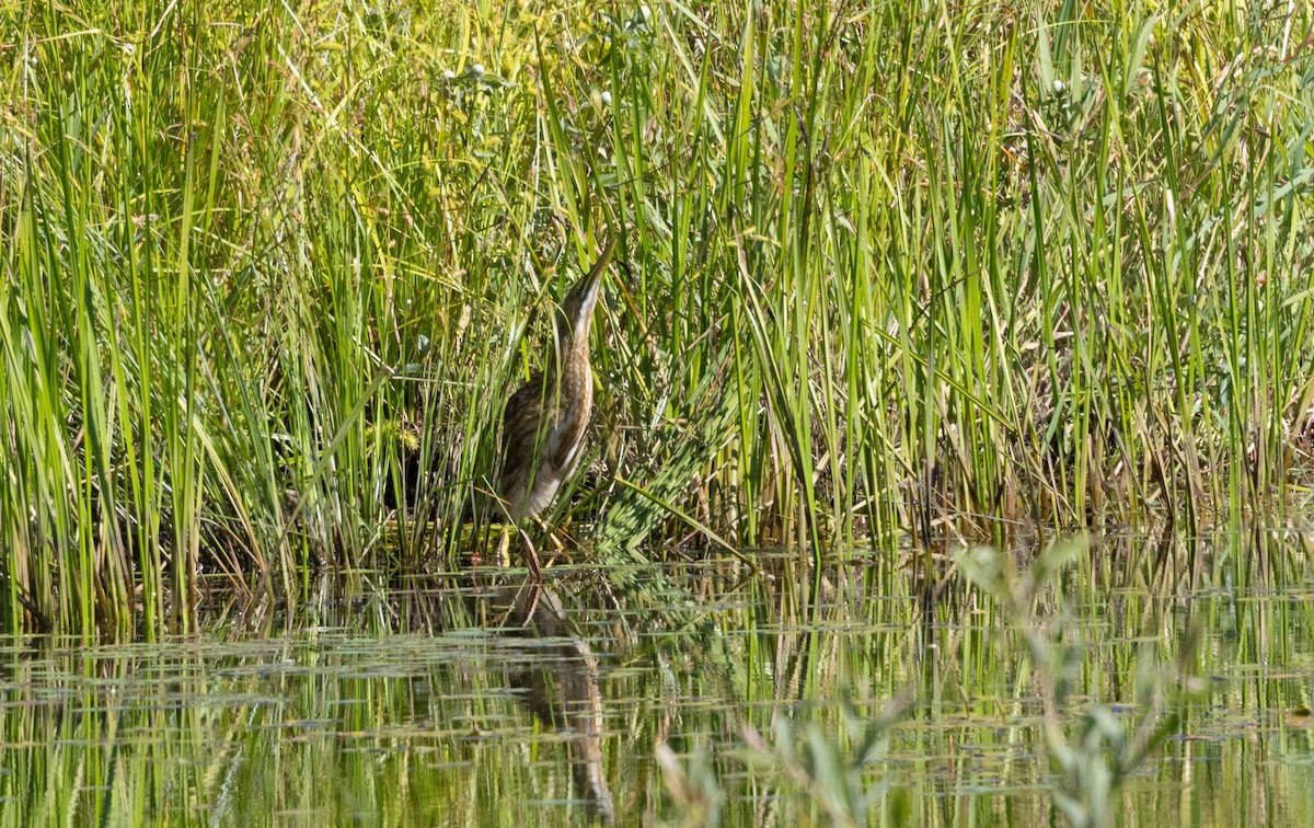 American Bittern - ML639474597