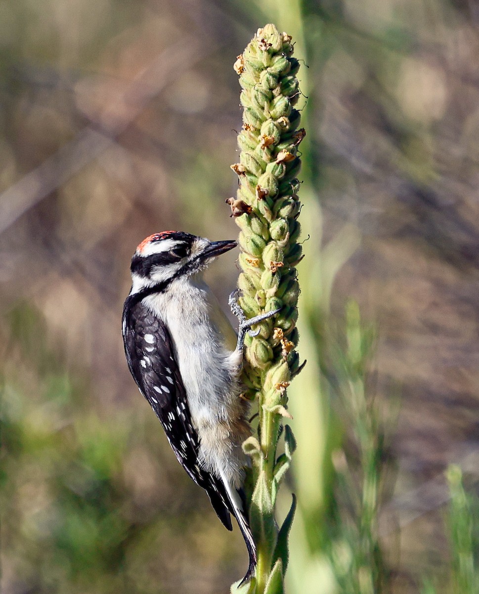 Hairy Woodpecker - ML639474601