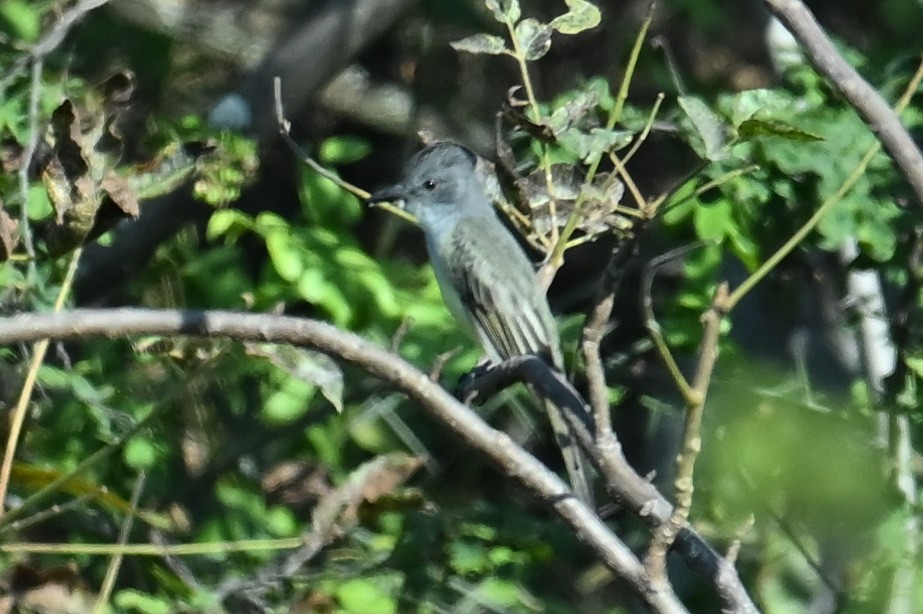 Sooty-crowned Flycatcher - ML639474691