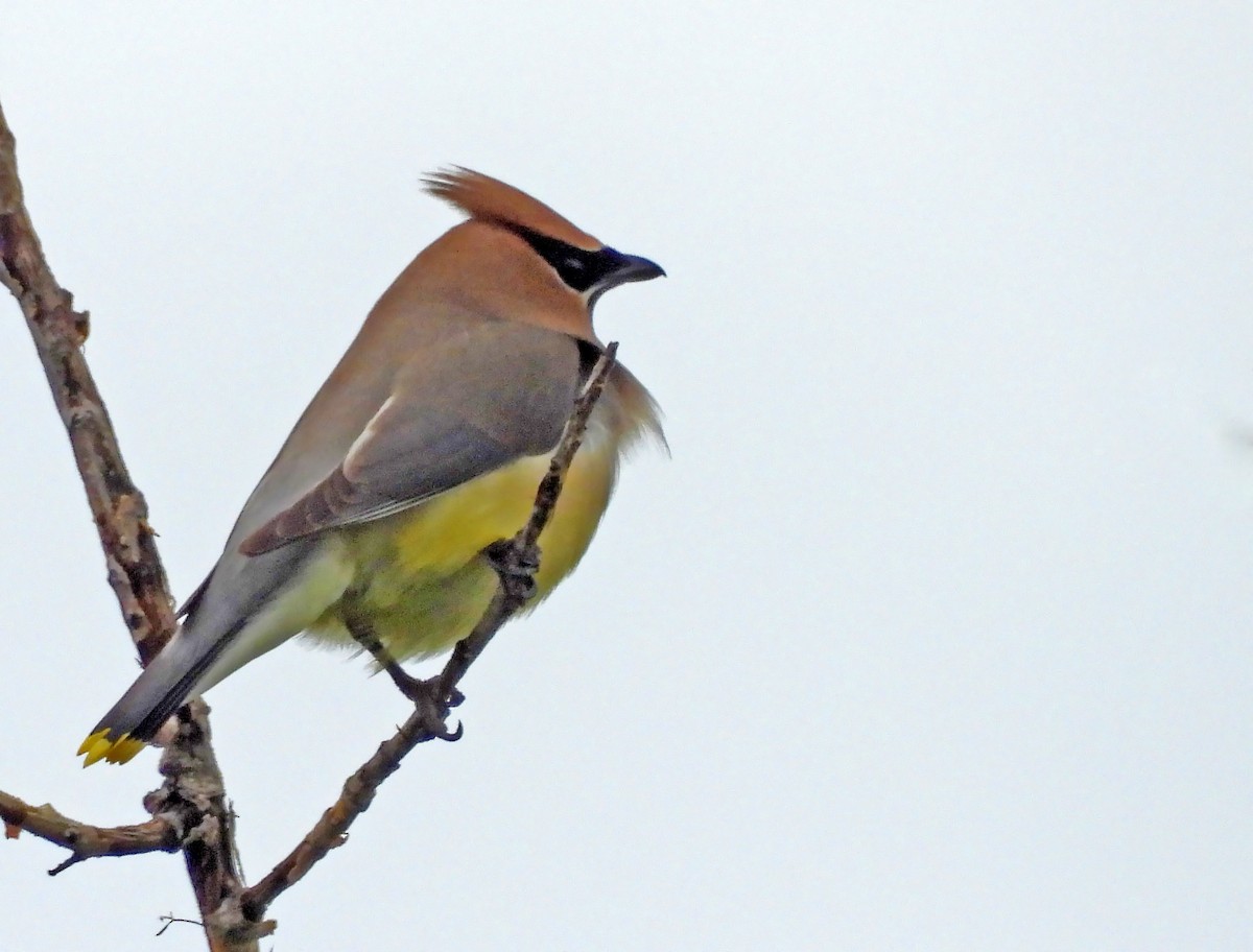 brkoslav americký - ML639474736