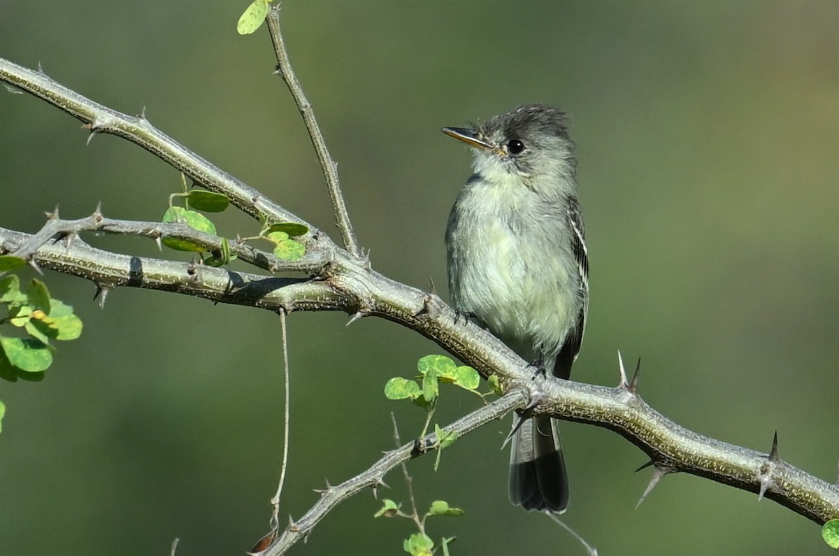 Tumbes Pewee - ML639474791