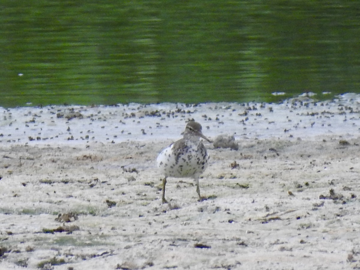 Spotted Sandpiper - ML639474794