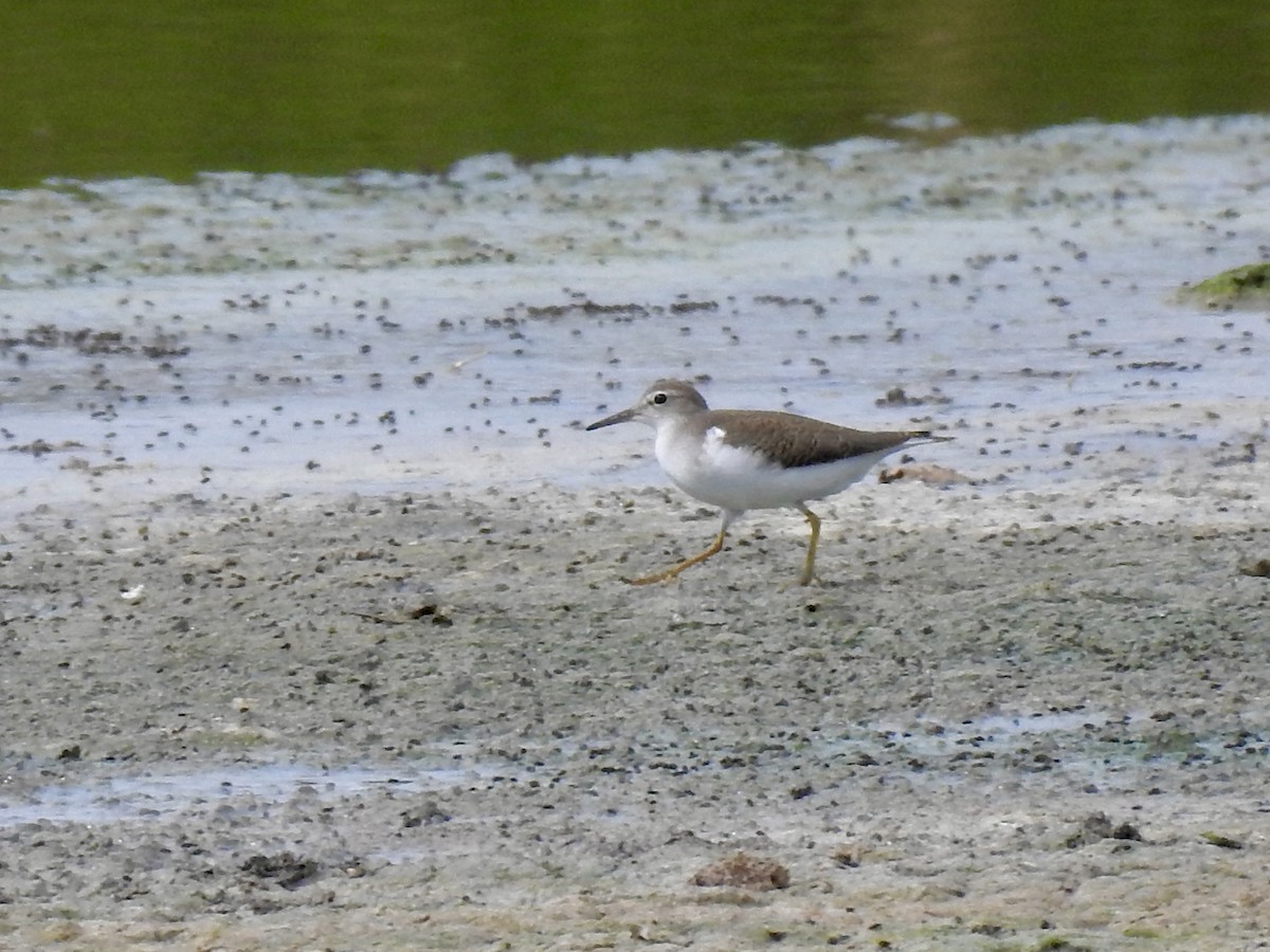 Spotted Sandpiper - ML639474795