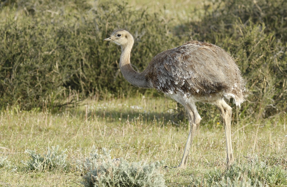 Lesser Rhea (Darwin's) - ML639474856