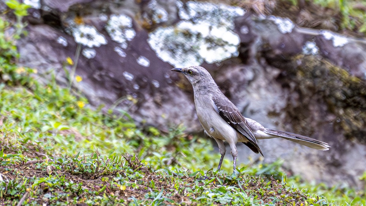 Tropical Mockingbird - ML639474906