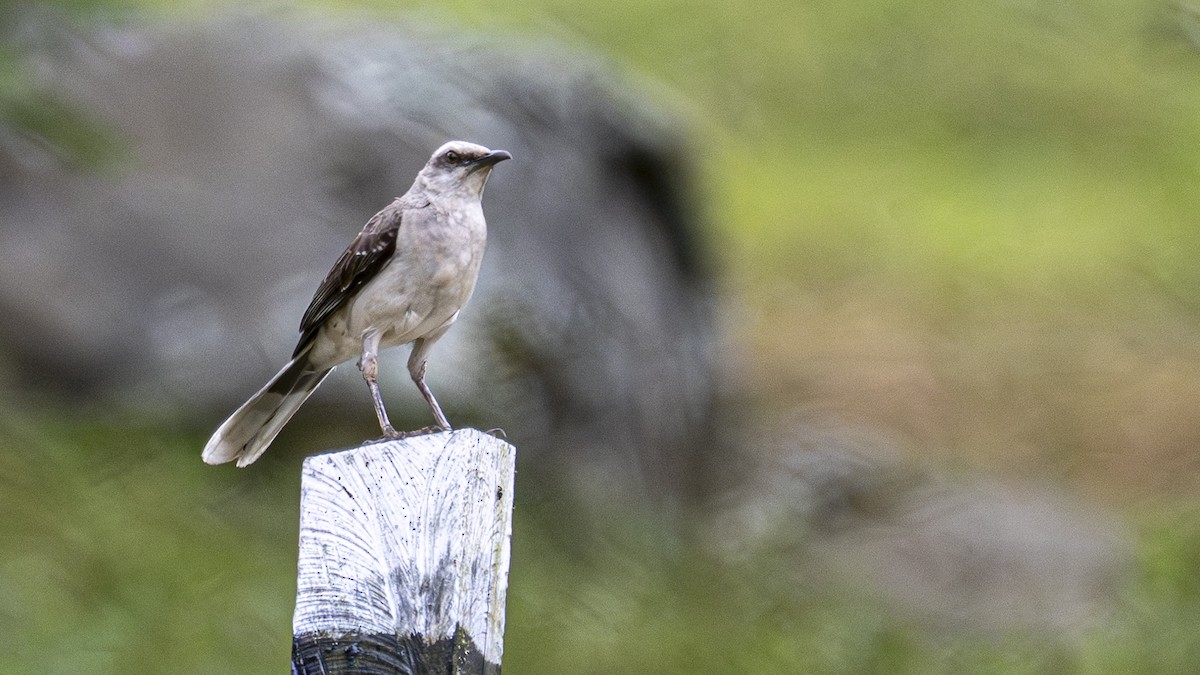 Tropical Mockingbird - ML639474907